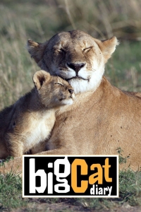 Дневник большой кошки