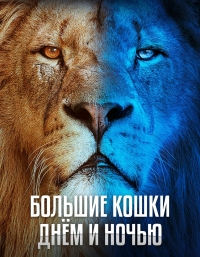 Большие кошки днем и ночью